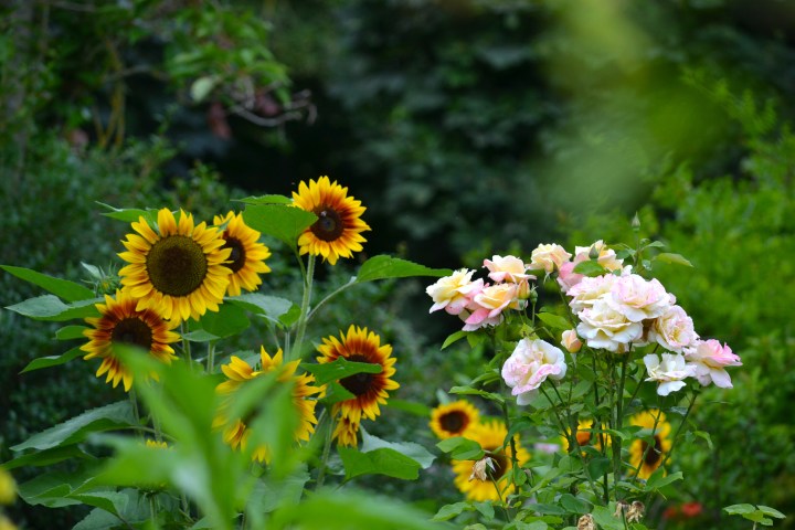 “I must have flowers, always, and&nbsp;always.”